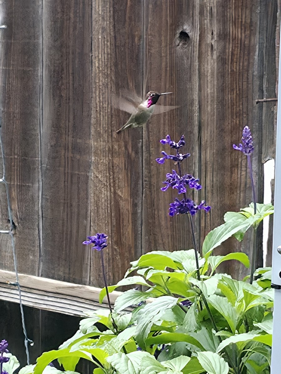 rødmaskekolibri - ML647652878