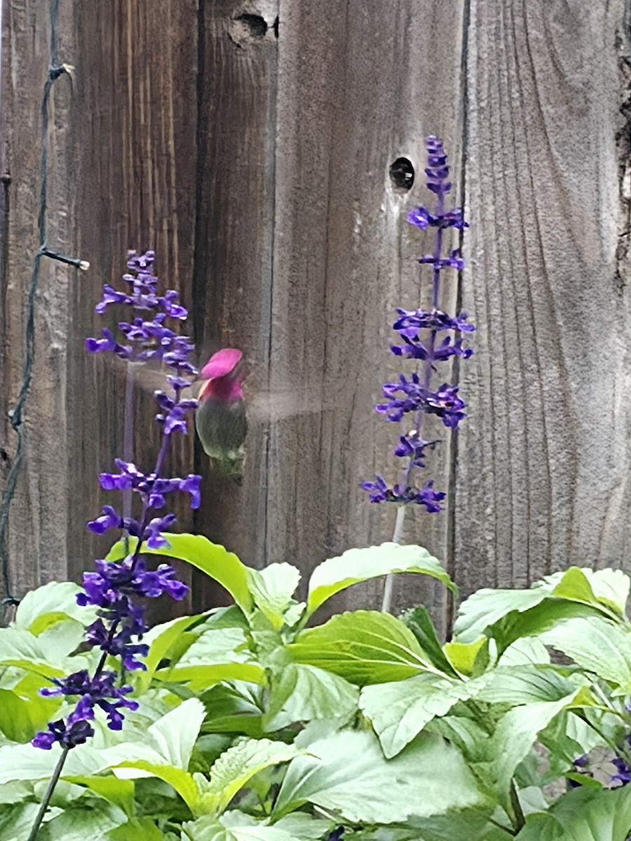 rødmaskekolibri - ML647652879