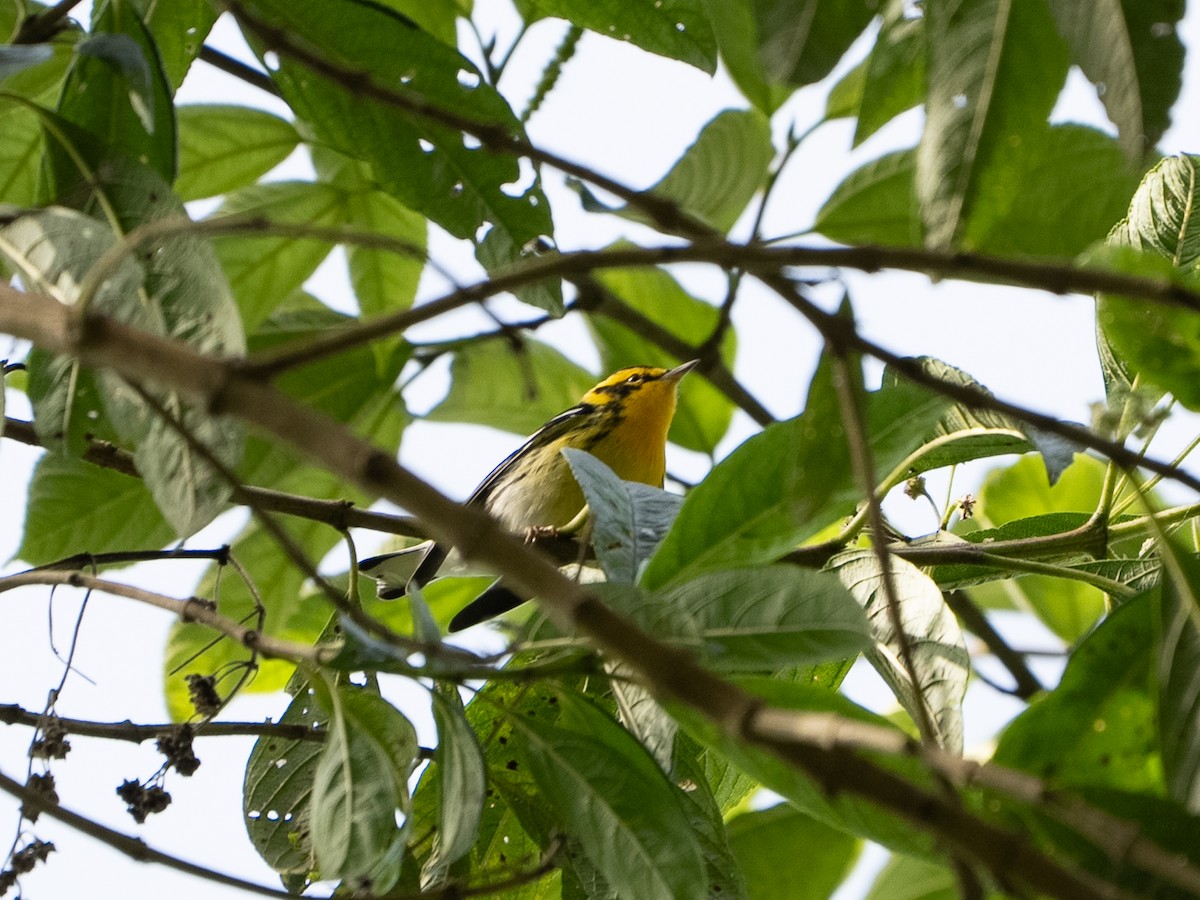 skiferhvitstjert - ML647652880