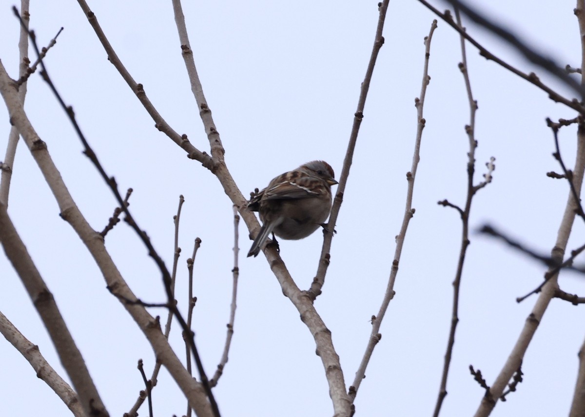 bjørkespurv - ML647652881