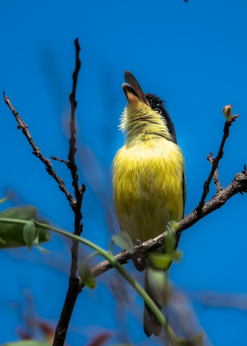 gjøglertodityrann - ML647652883