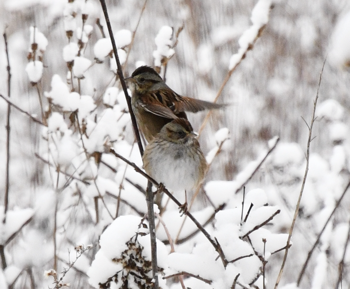 sumpspurv - ML647652885