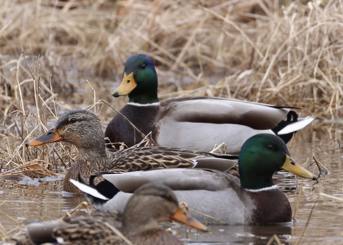 stokkand - ML647652887