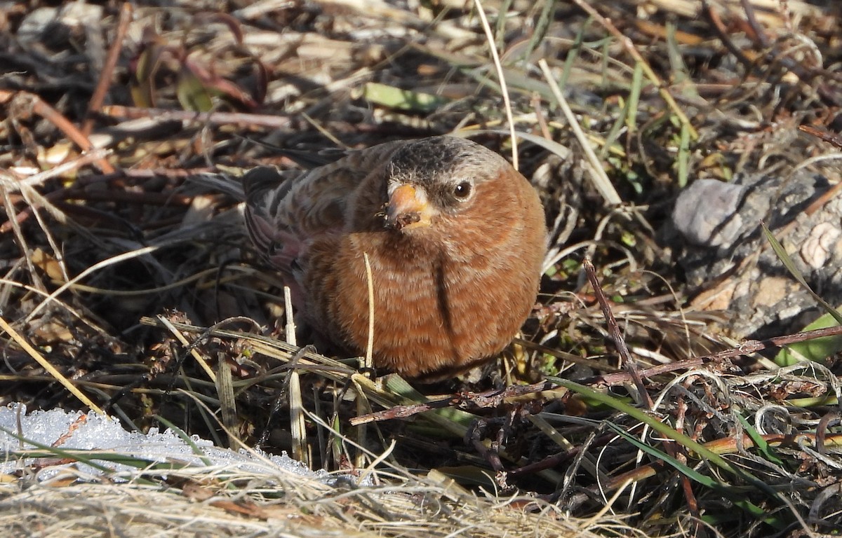 rosy-finch sp. - ML647652903