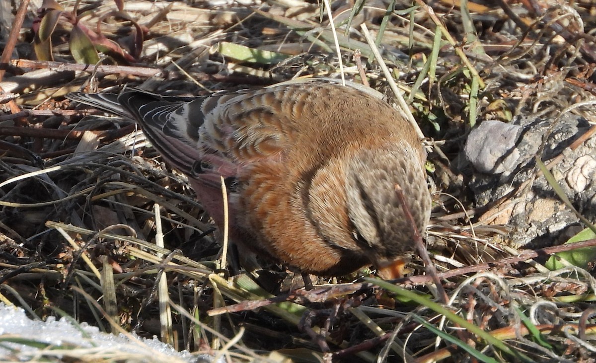 rosy-finch sp. - ML647652904