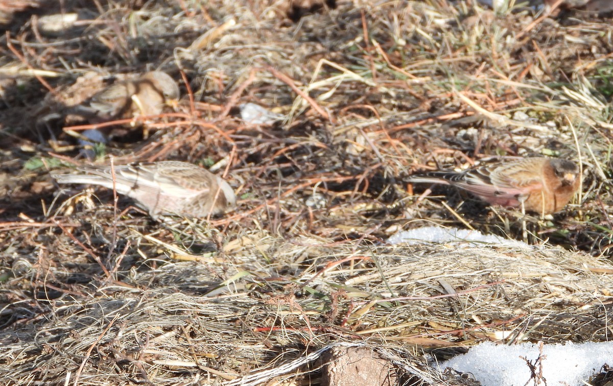 rosy-finch sp. - ML647652906