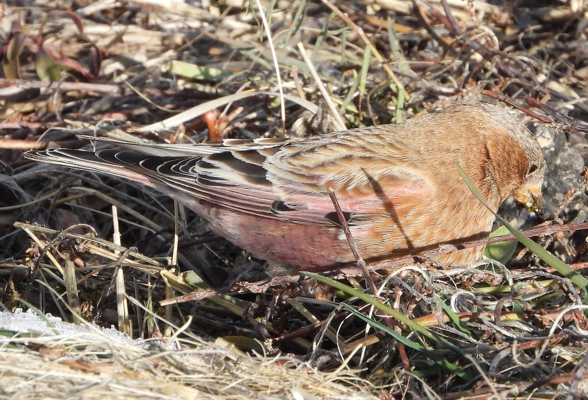 rosy-finch sp. - ML647652908
