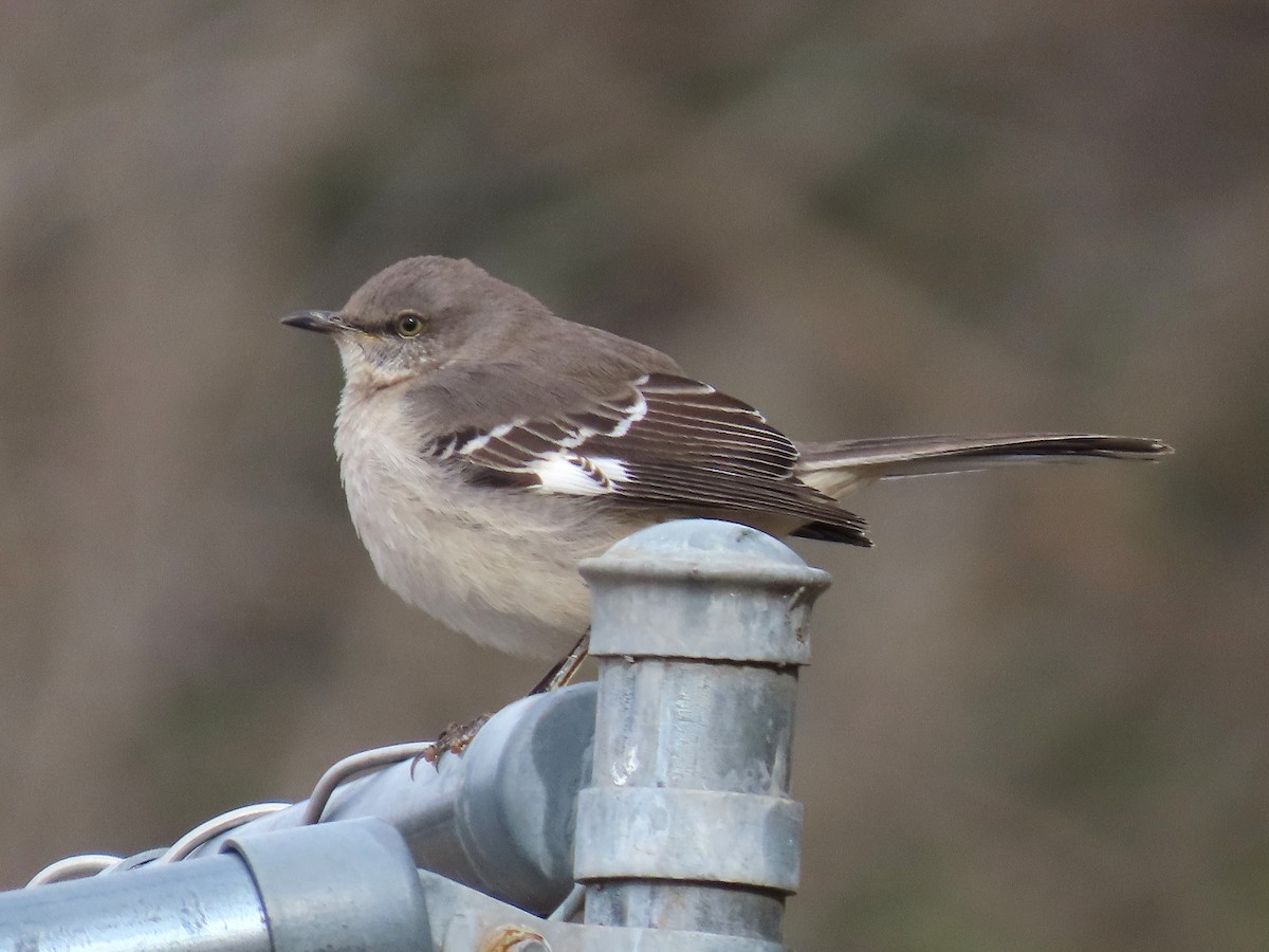 Northern Mockingbird - ML647652941