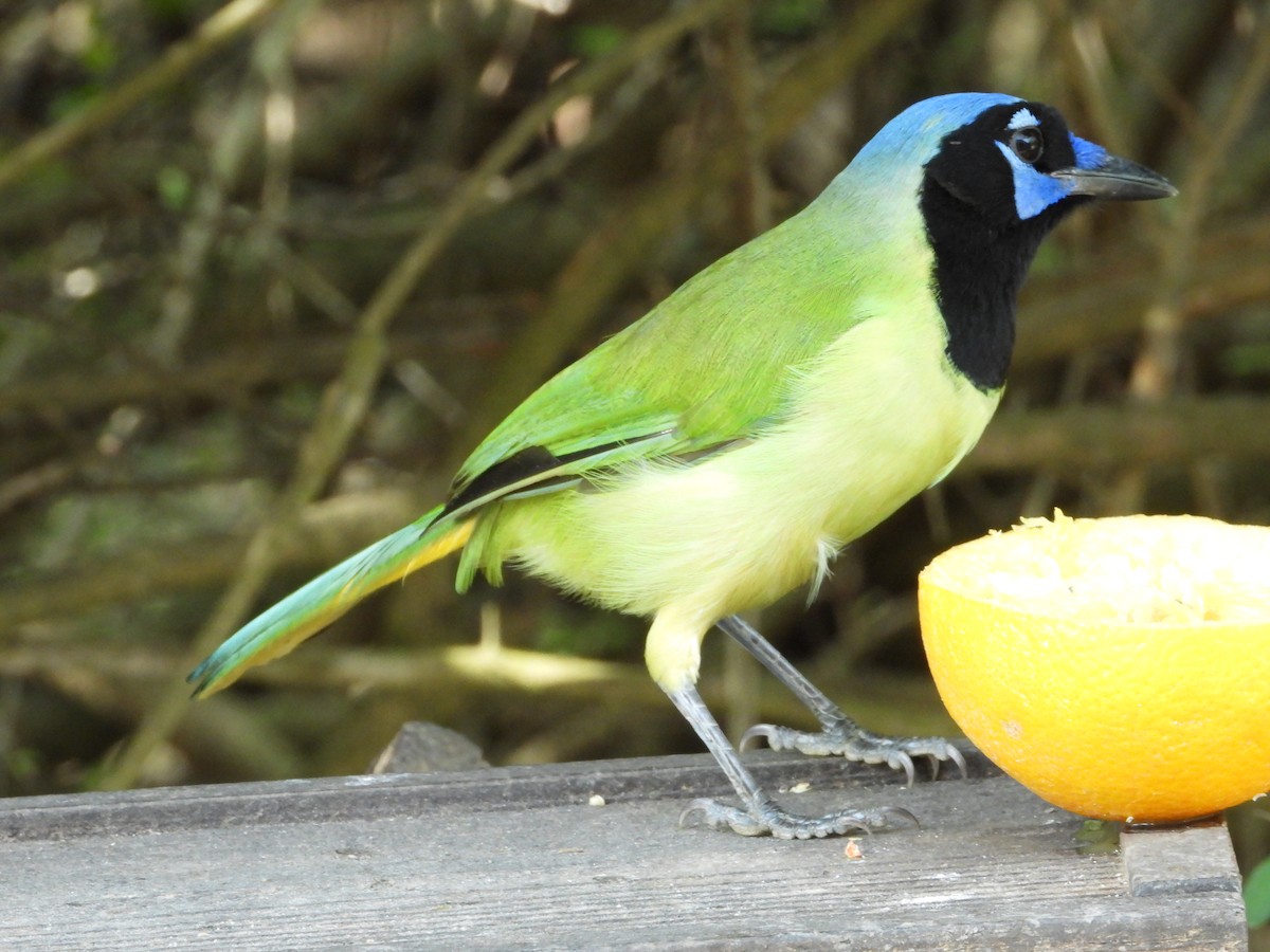 Green Jay - ML647652949