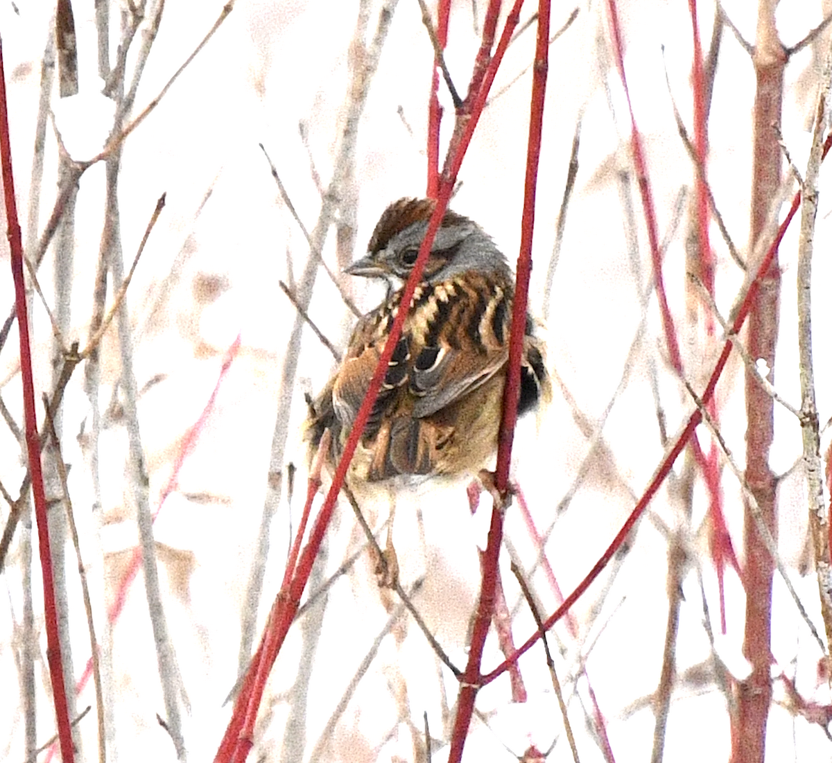 Swamp Sparrow - ML647652982