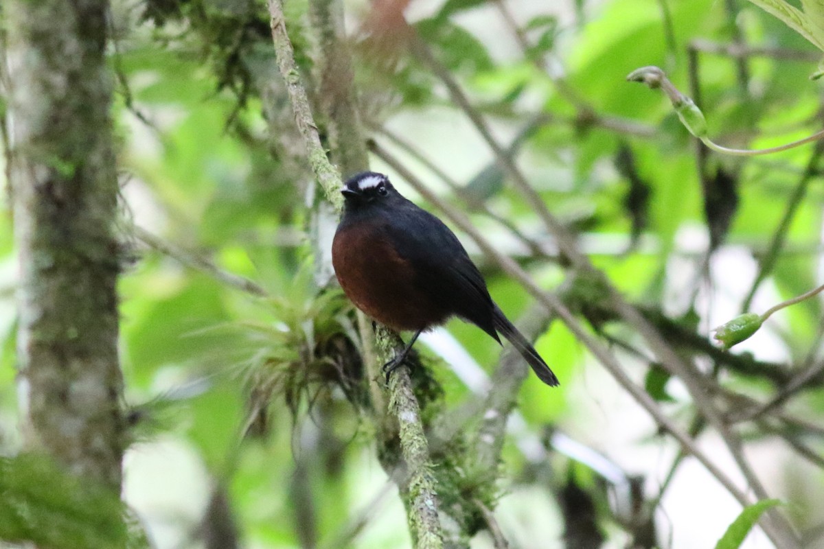 Пітайо темноспинний - ML647652984