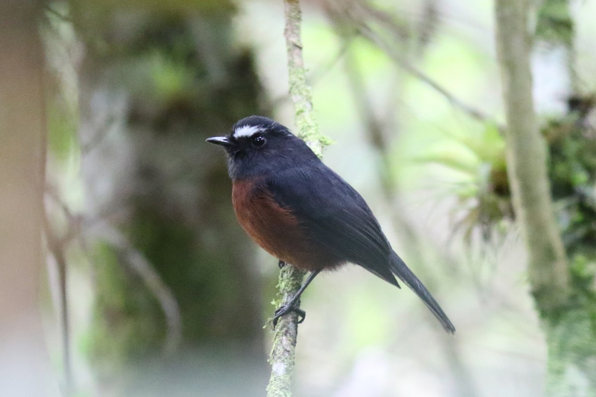 Пітайо темноспинний - ML647652985