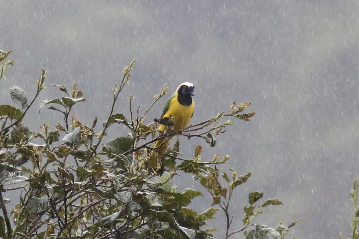 Green Jay - ML647652989