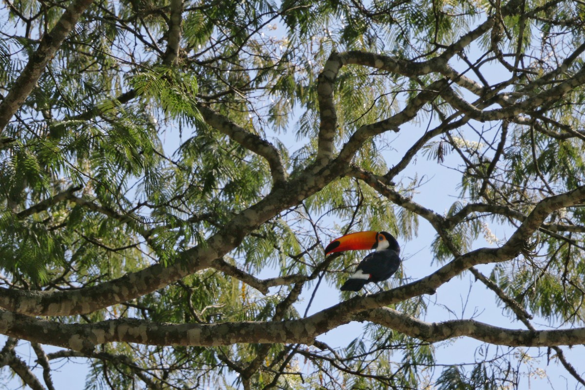 Toco Toucan - ML647653060