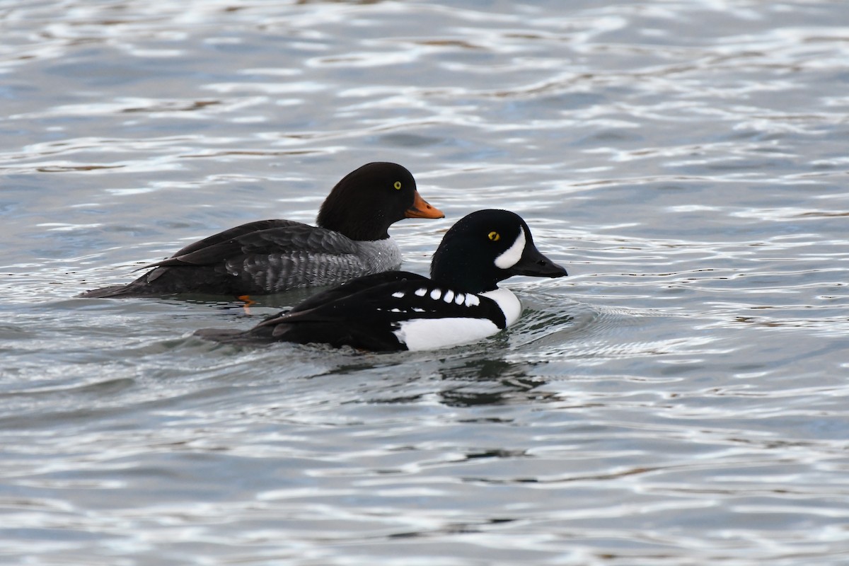 Murgilari islandiarra - ML647653092