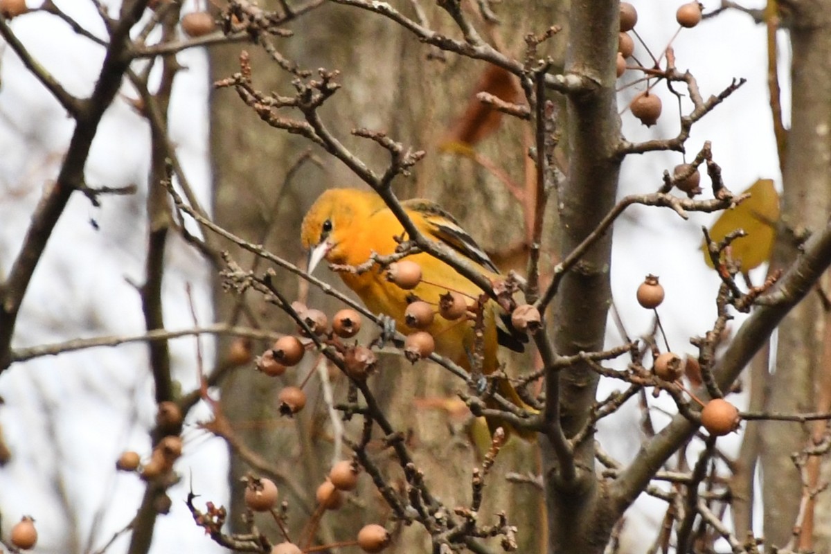 ボルチモアムクドリモドキ - ML647653130