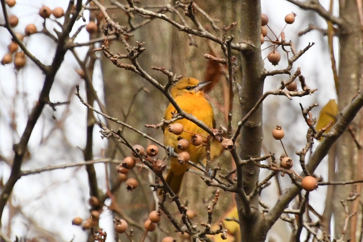 ボルチモアムクドリモドキ - ML647653141