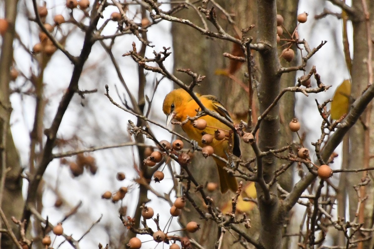 ボルチモアムクドリモドキ - ML647653146