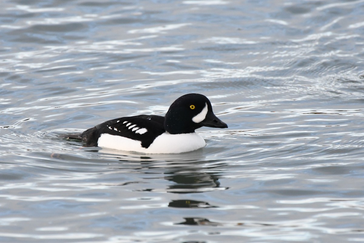 Murgilari islandiarra - ML647653155