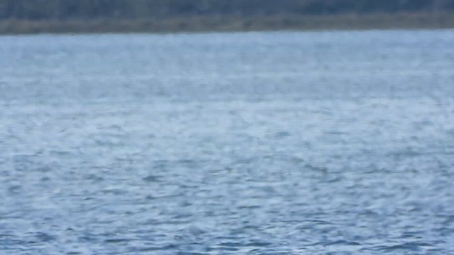 Американская лысуха - ML647653187