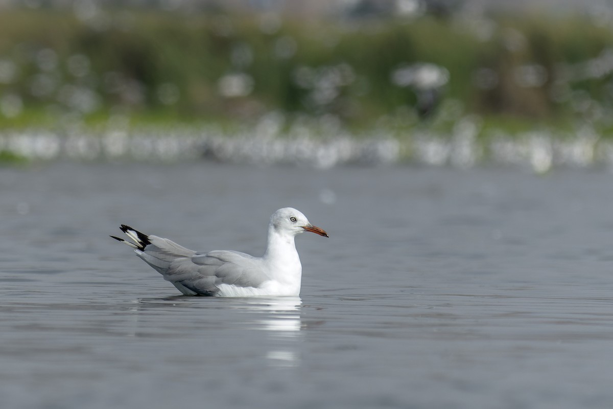 Antxeta burugrisa - ML647653200