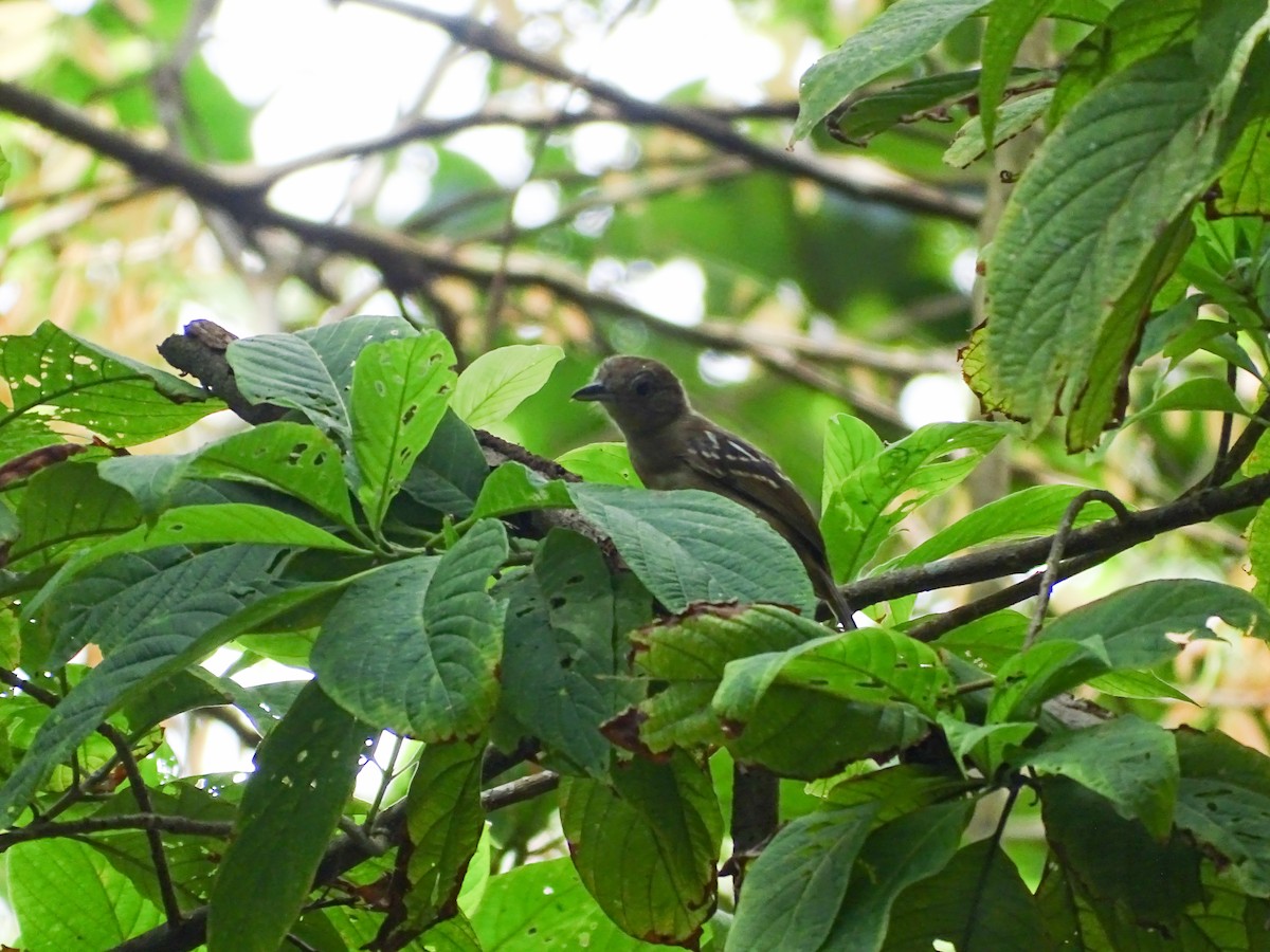 Сорокуш низинний - ML647653220