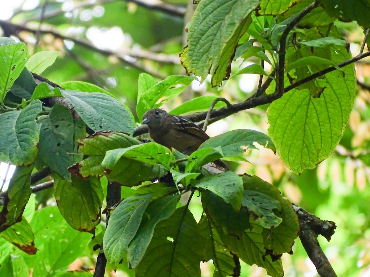 Сорокуш низинний - ML647653221