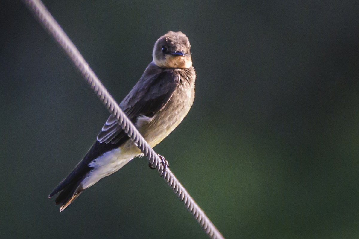 Ластівка пампасова - ML647653222