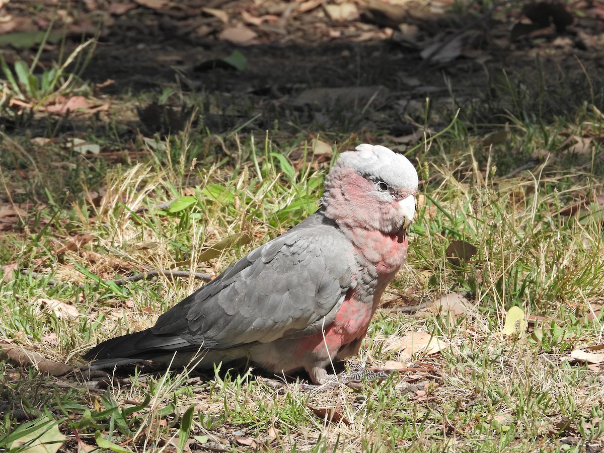 Какаду рожевий - ML647653235