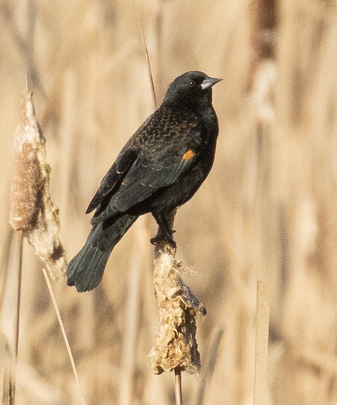 Еполетник червоноплечий - ML647653237