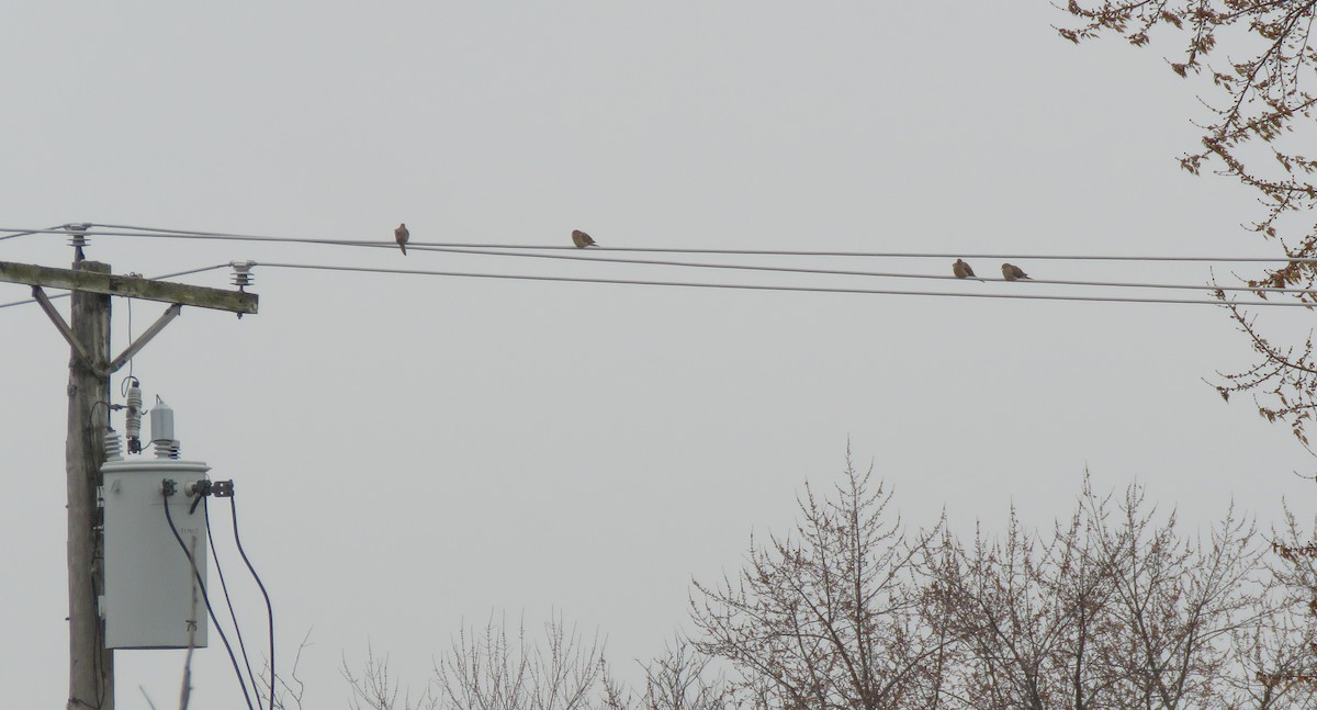 Зенаїда північна - ML647653238