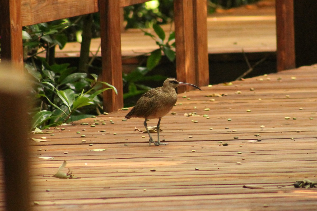 Кульон гудзонський - ML647653240