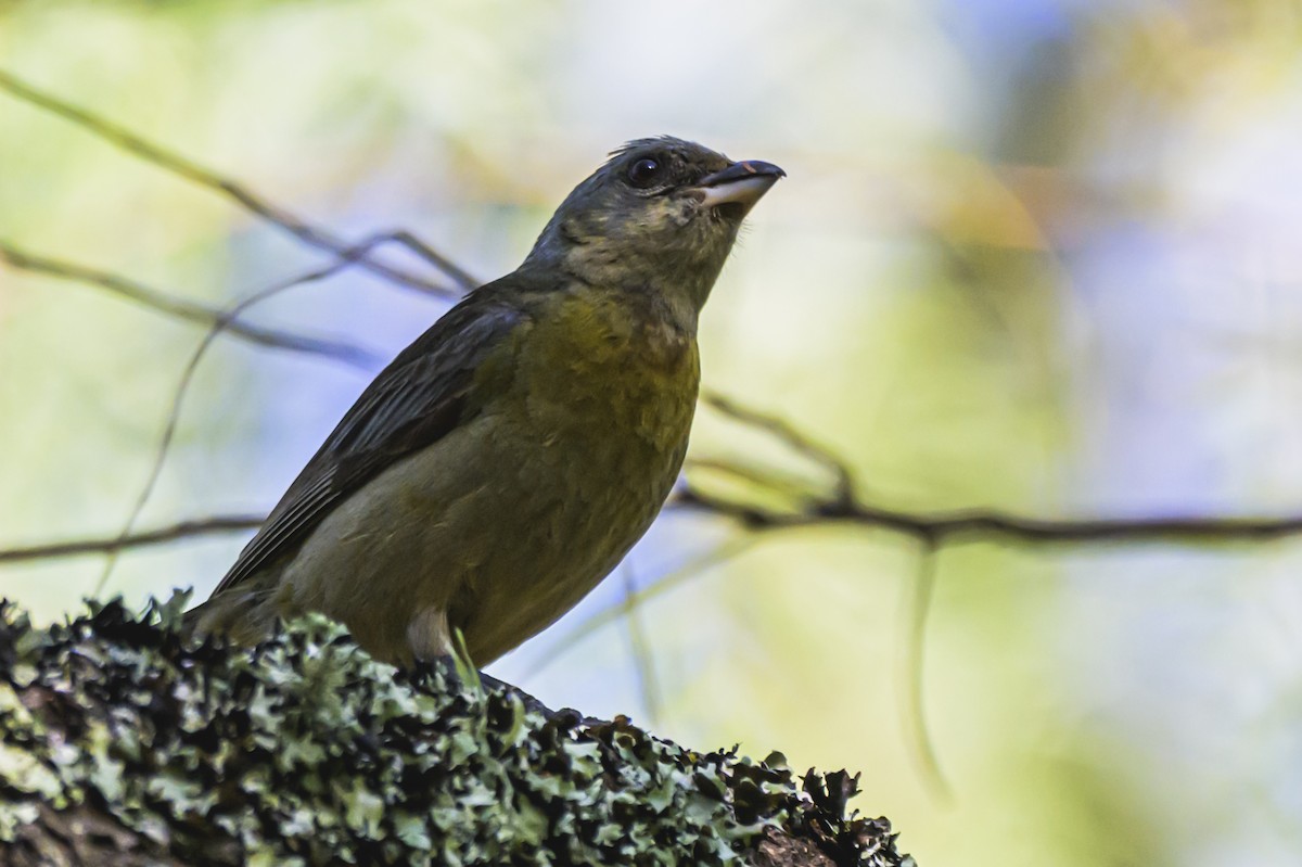 Саяка жовто-синя - ML647653241