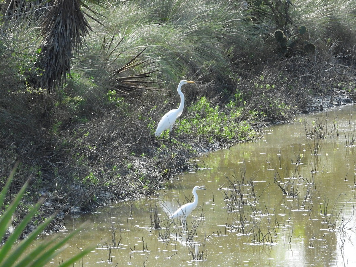 Чапля велика - ML647653244