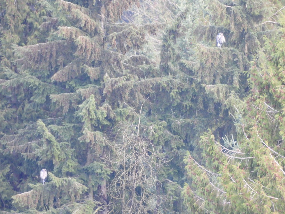 Чапля північна - ML647653246