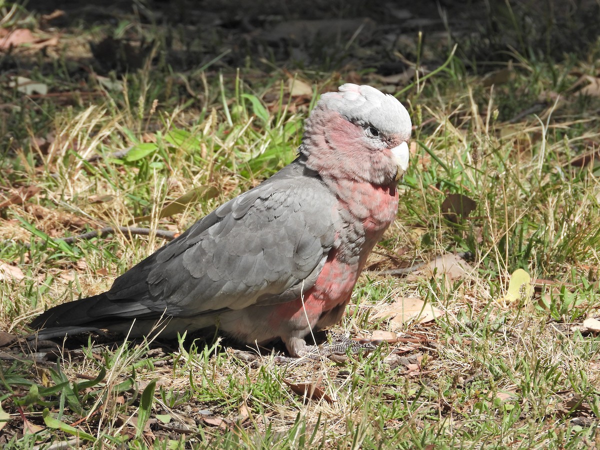 Какаду рожевий - ML647653247