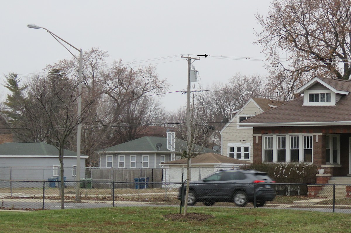 Зенаїда північна - ML647653248