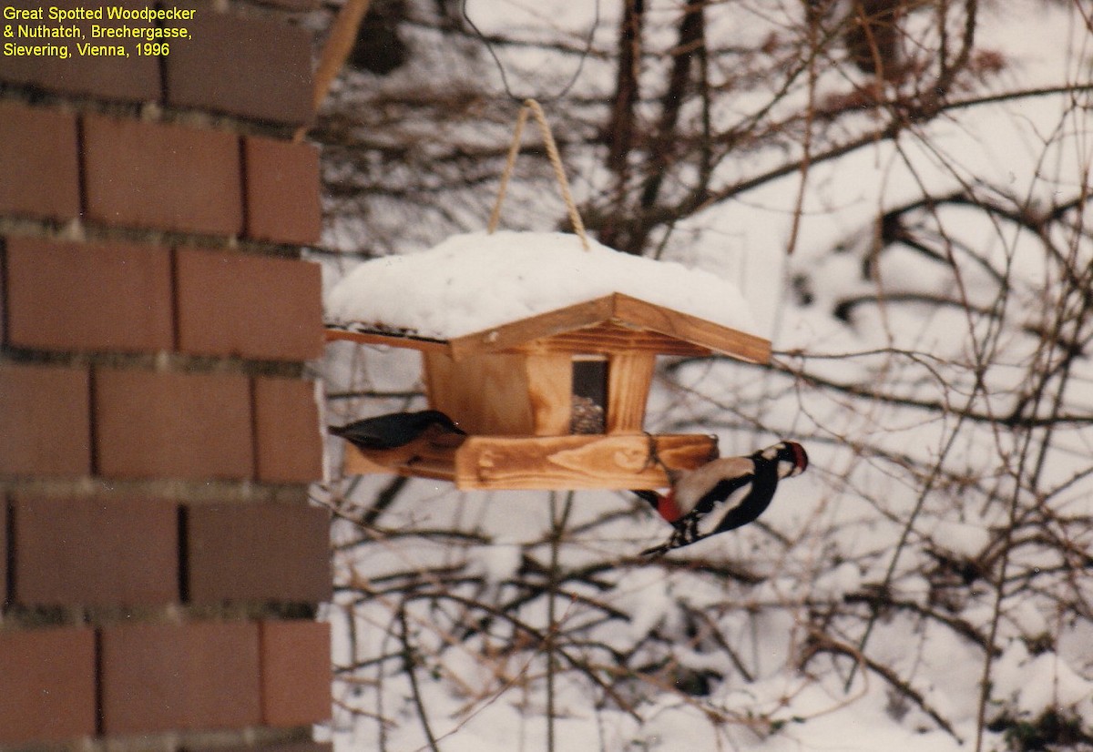 Повзик звичайний - ML647653249