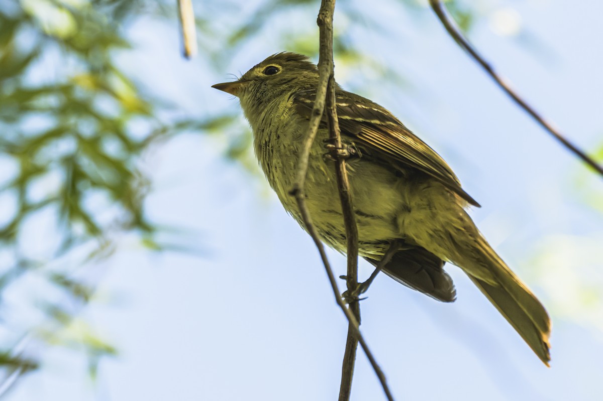 Еленія короткодзьоба - ML647653253