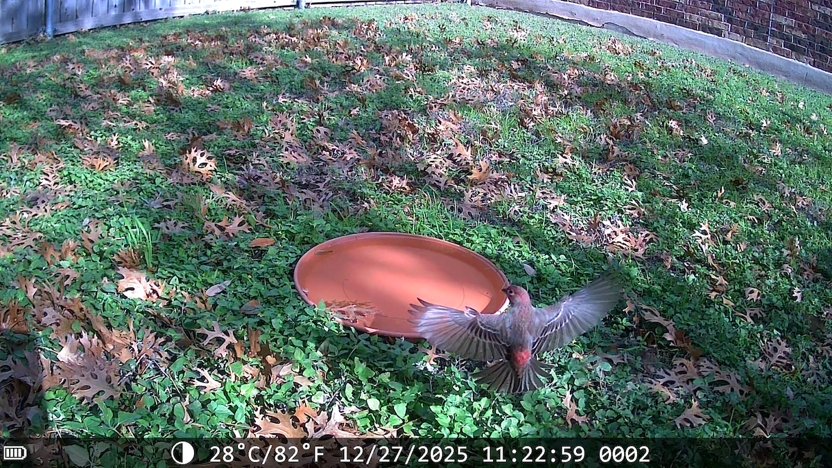 Чечевиця садова - ML647653254