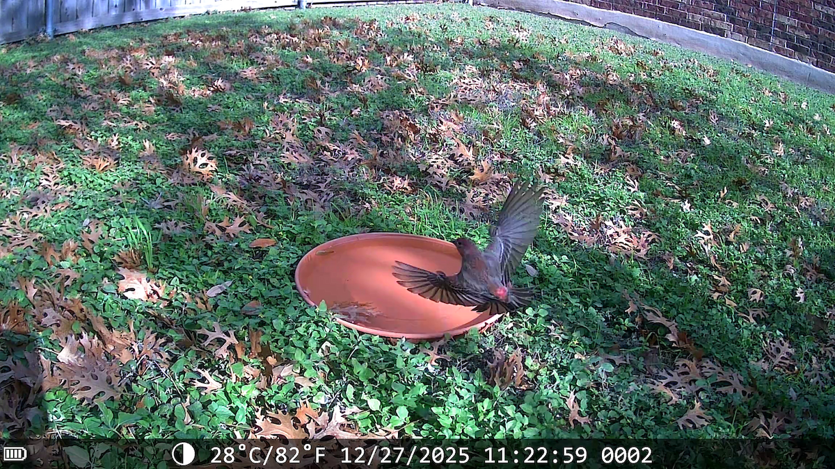 Чечевиця садова - ML647653255