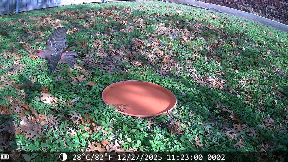 Чечевиця садова - ML647653256