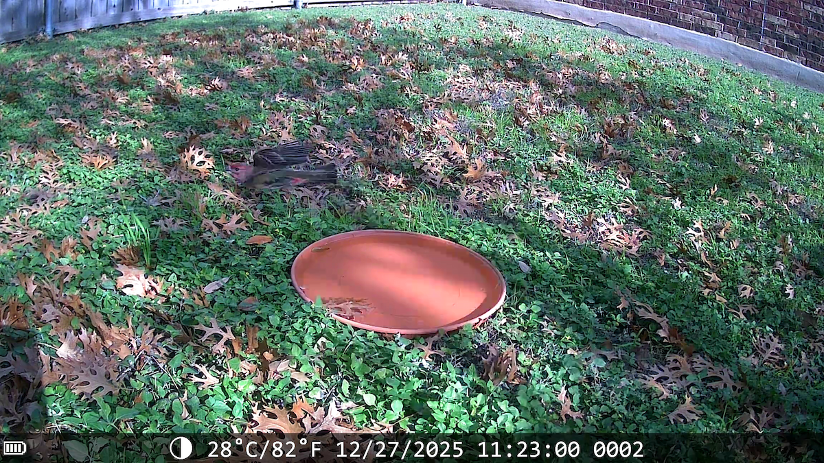 Чечевиця садова - ML647653257