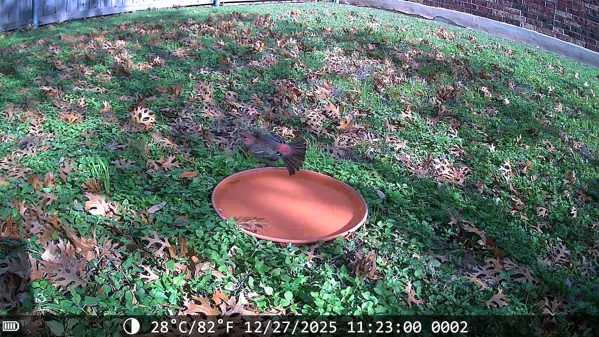 Чечевиця садова - ML647653258