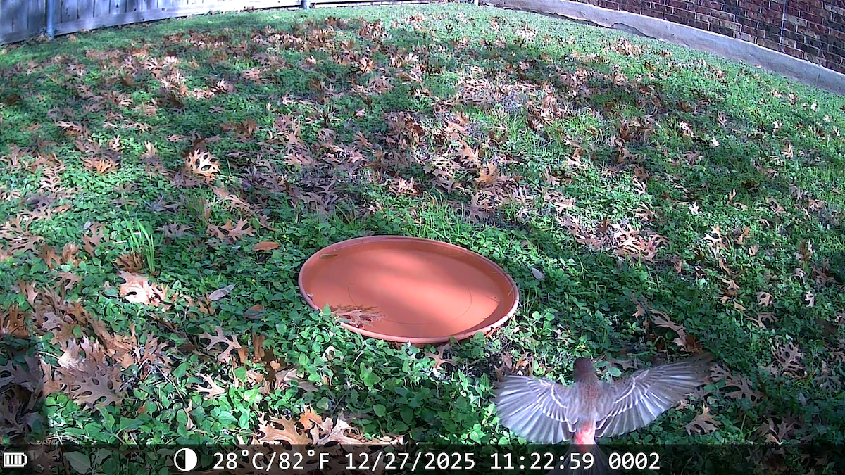 Чечевиця садова - ML647653259