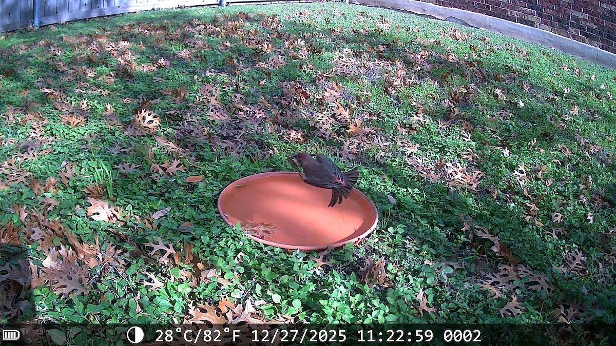 Чечевиця садова - ML647653260