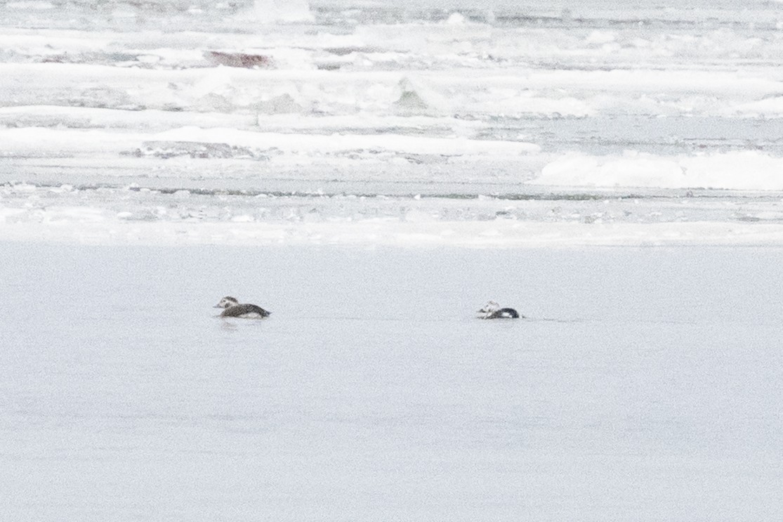 長尾鴨 - ML647653262