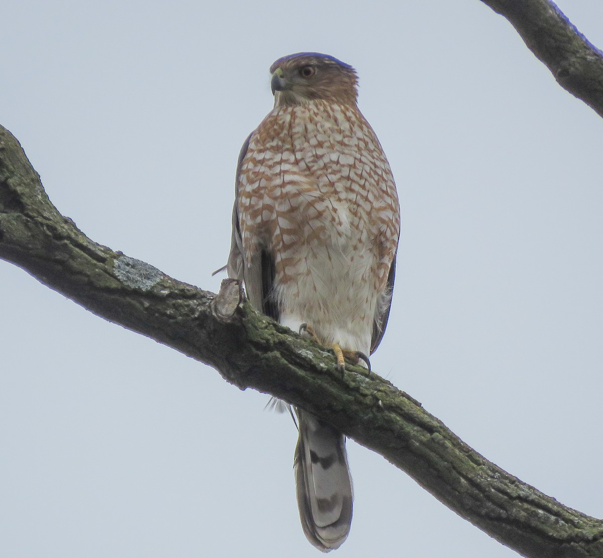 Яструб чорноголовий - ML647653264