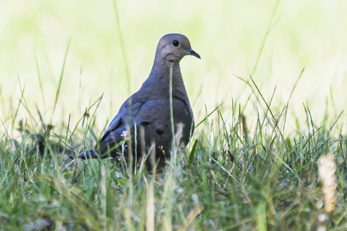 Зенаїда південна - ML647653265