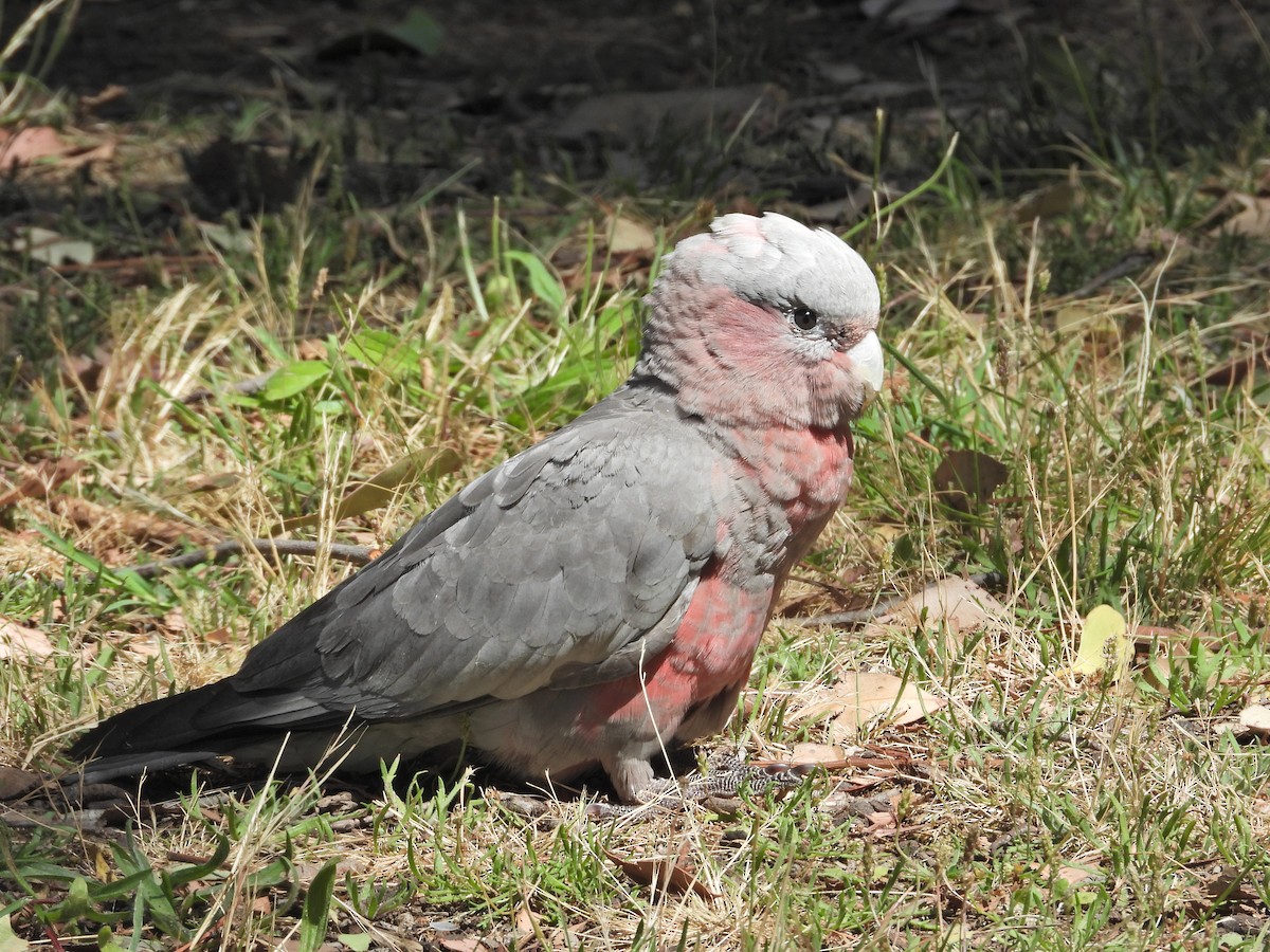 Какаду рожевий - ML647653267